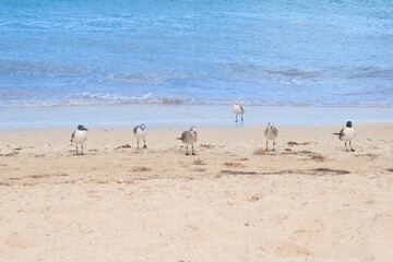 Group of seagulls on the seashore