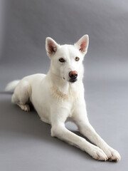 Obraz premium Selective focus vertical portrait of stunning white husky lying down against plain grey background
