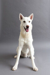Selective focus vertical portrait of stunning lean white husky sitting against plain grey background
