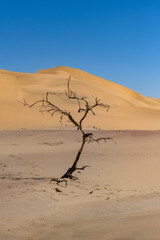 Namibia, the Namib desert, a dead tree isolated in the dunes in background
