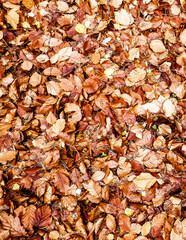 Golden autumnal leaves as nature background.