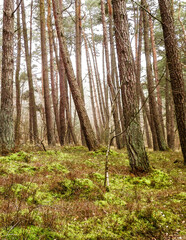 Landscape of pine forest, northern Poland.
