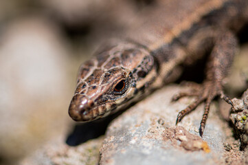 Lézard Close-Up
