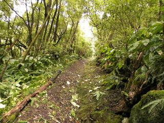 Landscape of tropical forest. Sao Miguel Azores.