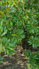 Magnolia grandiflora near Dolmabahce Palace Istanbul