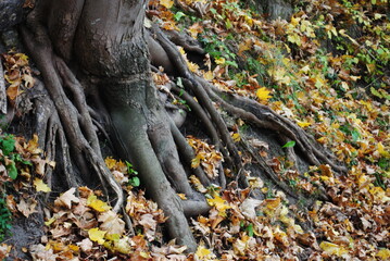 roots of tree