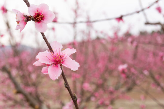 Close-up photo of pink peach blossoms in spring