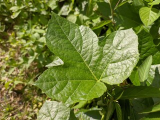 rambusa plants (Passiflora foetida) in Tropical Nature Borneo