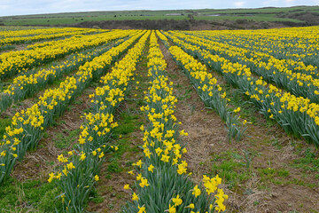 Rows of daffodils in flower in a field. The flower is a source of galantamine, which is an alkaloid compound known to slow the progression of Alzheimer's symptoms