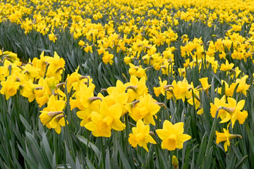 Daffodils in flower in a field. The flower is a source of galantamine, which is an alkaloid compound known to slow the progression of Alzheimer's symptoms