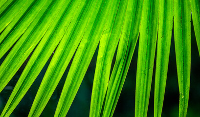 Fragment of a tropical palm leaf close-up. Indonesia. Sulawesi.