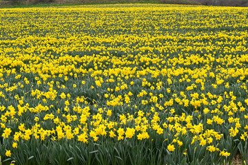 Daffodils in flower in a field. The flower is a source of galantamine, which is an alkaloid compound known to slow the progression of Alzheimer's symptoms