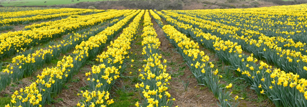 Panoramic view of rows of daffodils in flower in a field. The flower is a source of galantamine, which is an alkaloid compound known to slow the progression of Alzheimer's symptoms