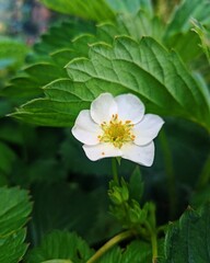 white lotus flower