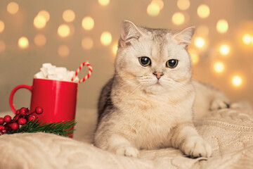 A adorable white cat lies in the evening, on a white knitted blanket with red cup cocoa
