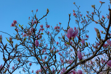 purple flowers on a tree overlooking the blue sky