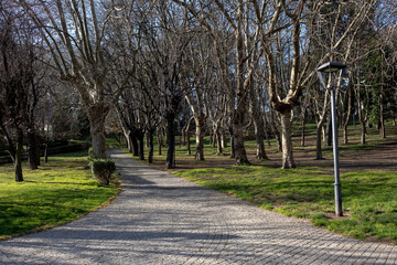 park without people, no foliage on the trees