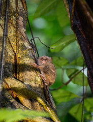 Spectral tarsier is sitting on a tree in the jungle. Indonesia. Sulawesi Island.