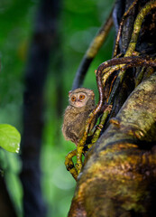 Spectral tarsier is sitting on a tree in the jungle. Indonesia. Sulawesi Island.