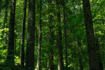 Fototapeta na wymiar Deep forest view