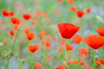 Fototapeta na wymiar field of poppies, soft colors 