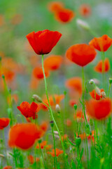 Field of poppies 