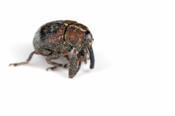 The pear blossom weevil (Anthonomus piri) is a species of beetle in the weevils family (Curculionidae). This species parasitizes mainly on pear trees. In orchards and gardens is an in important pest.