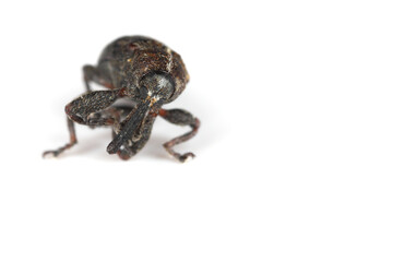The pear blossom weevil (Anthonomus piri) is a species of beetle in the weevils family (Curculionidae). This species parasitizes mainly on pear trees. In orchards and gardens is an in important pest.