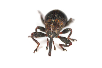 Fototapeta premium The pear blossom weevil (Anthonomus piri) is a species of beetle in the weevils family (Curculionidae). This species parasitizes mainly on pear trees. In orchards and gardens is an in important pest.