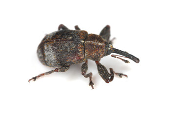 The pear blossom weevil (Anthonomus piri) is a species of beetle in the weevils family (Curculionidae). This species parasitizes mainly on pear trees. In orchards and gardens is an in important pest.