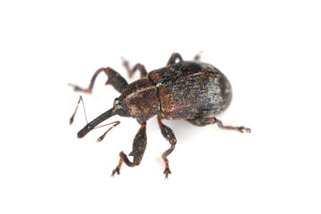 The pear blossom weevil (Anthonomus piri) is a species of beetle in the weevils family (Curculionidae). This species parasitizes mainly on pear trees. In orchards and gardens is an in important pest.