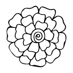 Blooming daisy flower bud line art. Doodle natural plant. Garden abstract flowers. Hand drawn vector outline illustration. Black and white graphics.