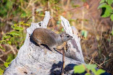 A rock hyrax (procavia capensis), also known as a cape hyrax, rock rabbit and a dassie in Hwange National Park, Zimbabwe Africa