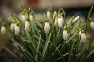 Flowers of snowdrop or snowdrop (Galanthus nivalis). Snowdrops after melting snow. Snowdrops bloom in the forest in the wild in spring. Selective focus