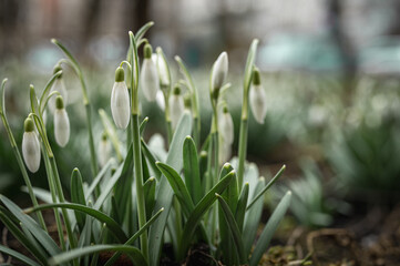 Flowers of snowdrop or snowdrop (Galanthus nivalis). Snowdrops after melting snow. In the spring in the woods in the wild snowdrops bloom. Selective focus, background, defocus