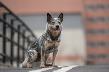 Naklejka na ściany i meble Funny Australian cattle dog on the background of the urban landscape. Dog in the city