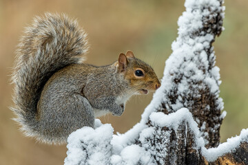 Naklejka na ściany i meble Squirrel in snow