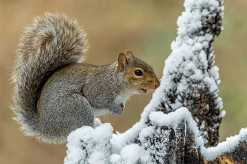 Küchenrückwand glas motiv Squirrel in snow © Gordon