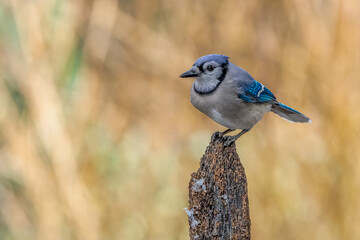 Perched Blue Jay