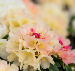 bouquet of rose rhododendron 