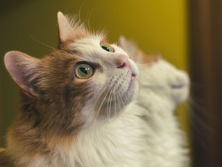 The Vision of the Cat