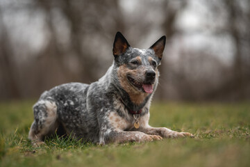 A cute Australian cattle dog lying in the grass against a foggy spring landscape