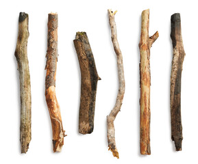 Obraz premium Tree branch set isolated on white background. Wooden stick