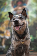 Powerful Australian cattle dog on the background of urban graffiti