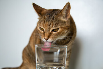 A striped cat drinking water from a clear glass cup