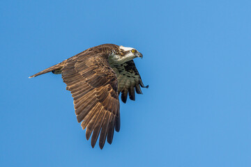 Osprey in flight
