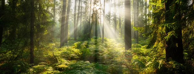 Fototapeten Schöner sonniger Morgen im grünen Wald © Piotr Krzeslak