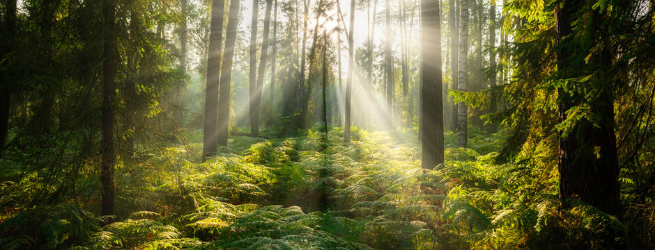Fototapeta Beautiful sunny morning in the green forest