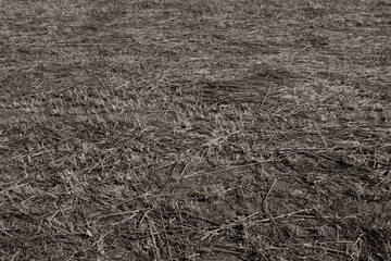 Landscape of field of mown grass. Art grass background. Natural texture of a beveled field, backdrop for a post, screensaver, wallpaper, postcard, poster, banner cover, website