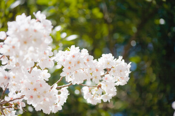 桜の花のクローズアップ	